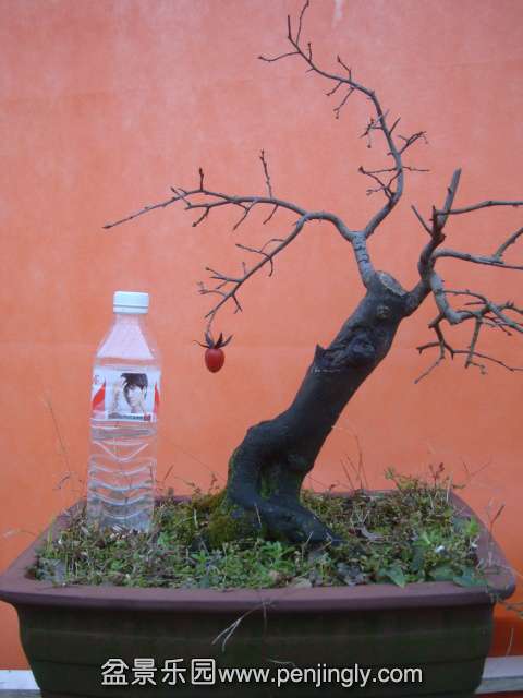 DSC06006.JPG