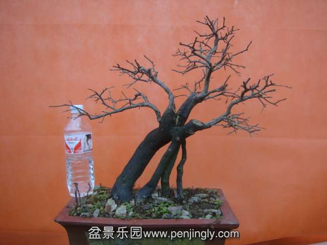 DSC06014.JPG