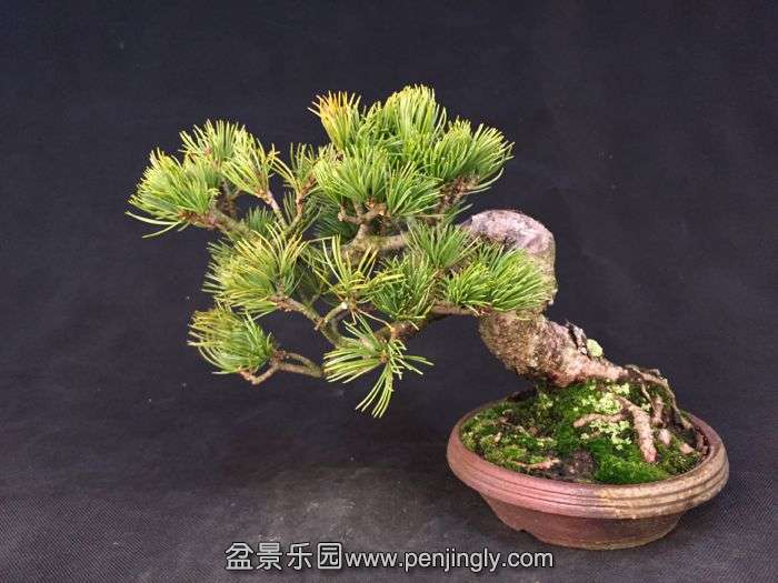 bonsai150131A1.jpg