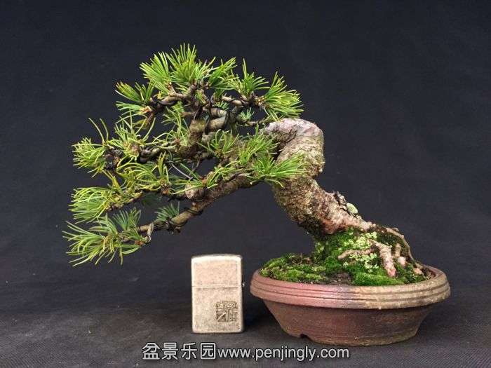 bonsai150131A2.jpg