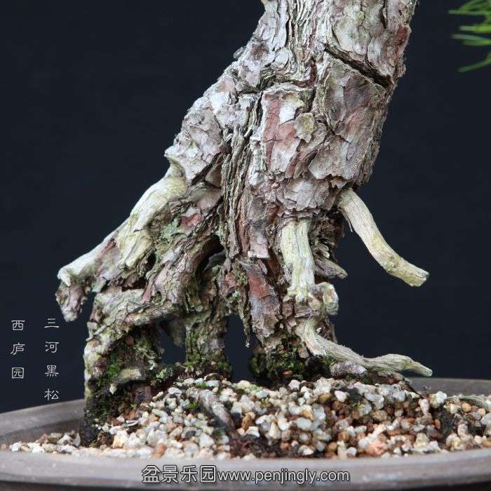 bonsai15013105.jpg