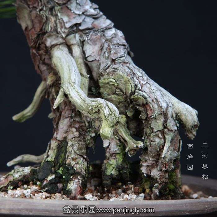 bonsai15013107.jpg