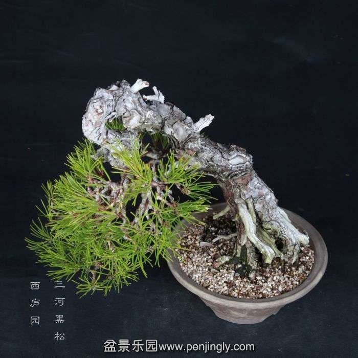 bonsai15013109.jpg