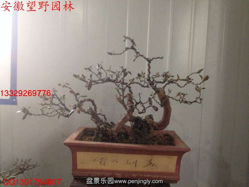 B66863EF7CB3FA242F62A6A6133830E9.jpg