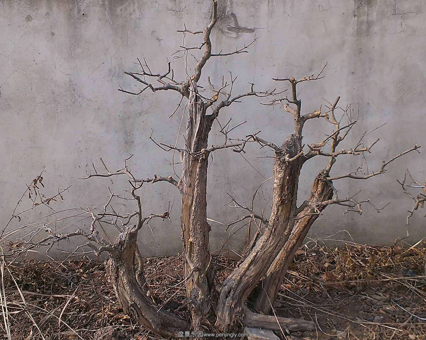 IMAG0521.jpg
