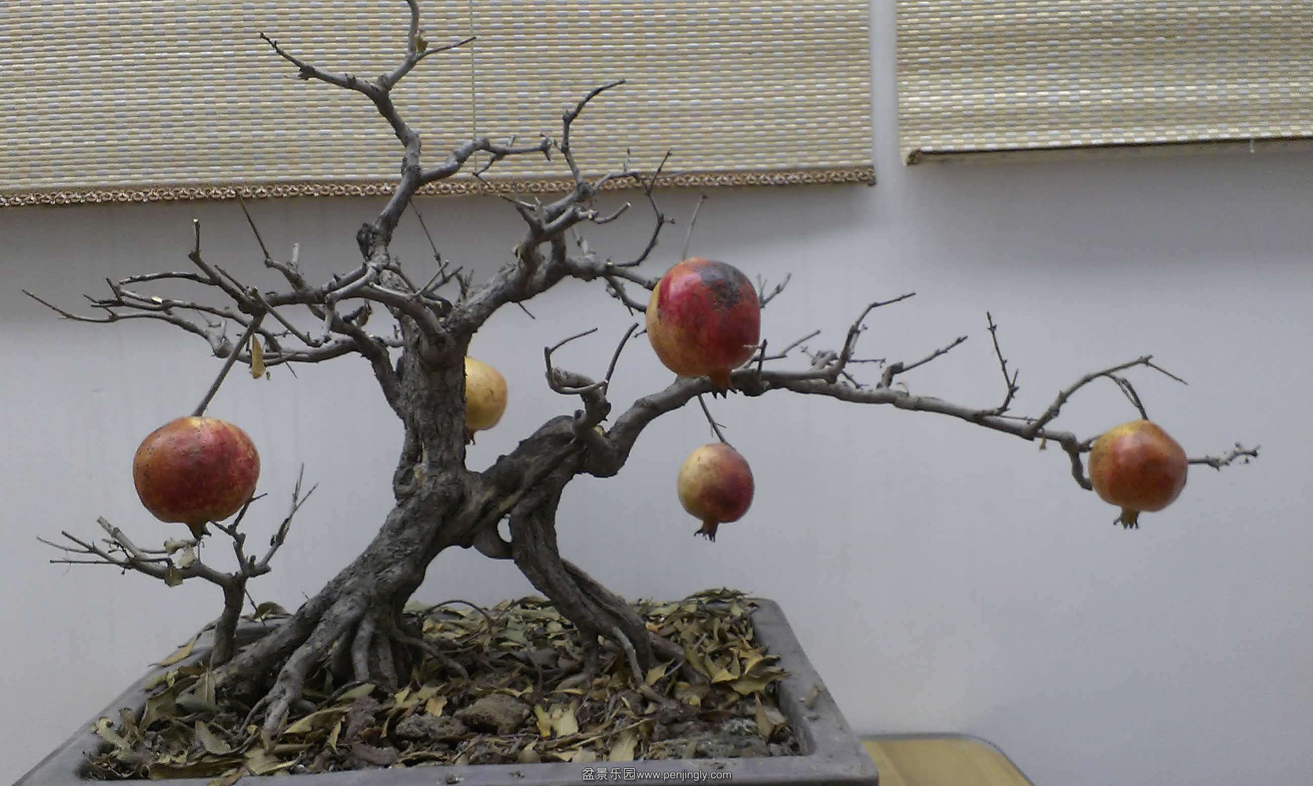 IMAG0540.jpg