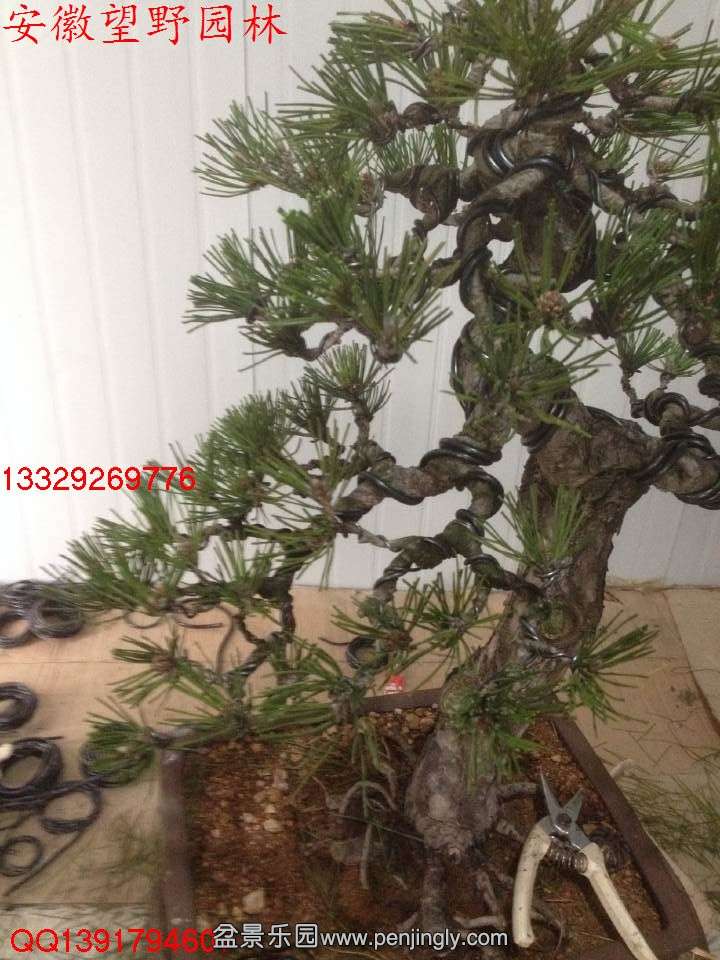 D2D89EBE8AD1F004DA0781E76C47B709.jpg