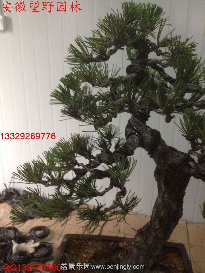 7CC88BF8AFE9CF2E8DBC0D3A7CFC0CA4.jpg