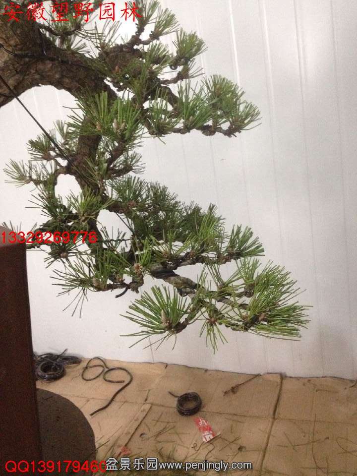 F459343125D78A770F208A024E71B3DA.jpg