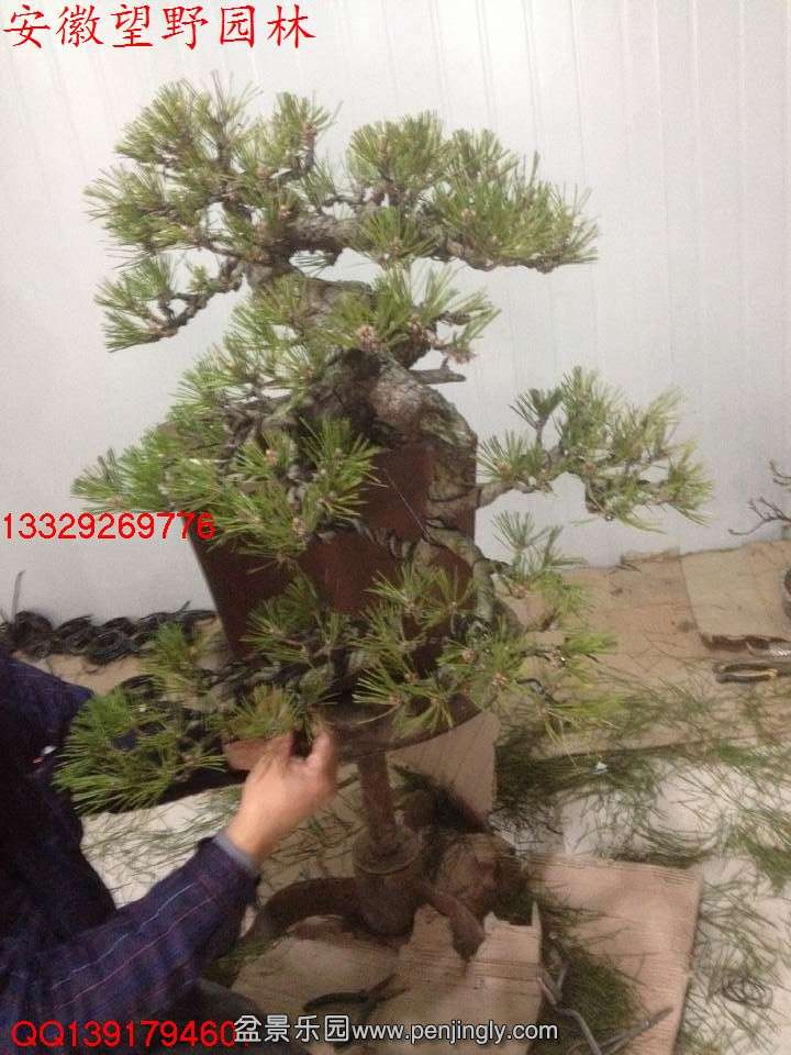 5BA393DED2BD2A9B7836E8F5F5C620A9.jpg