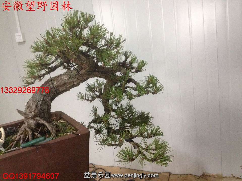 3499965E9A5AAF470A29B64B3ECF8920.jpg