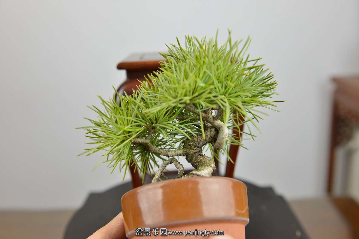 _DSC9097.JPG