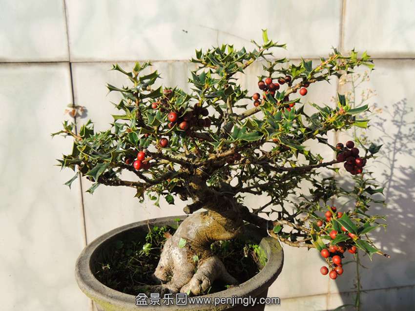 DSCN6110_.jpg