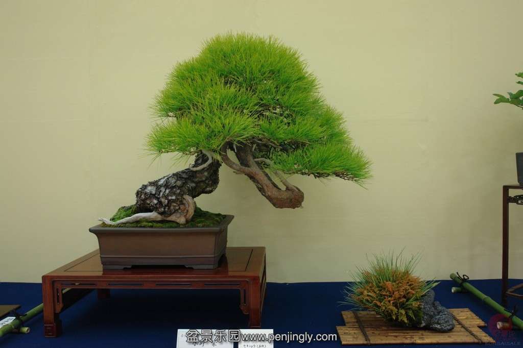 conew_DSC06499.JPG_Thumbnail0[1].jpg