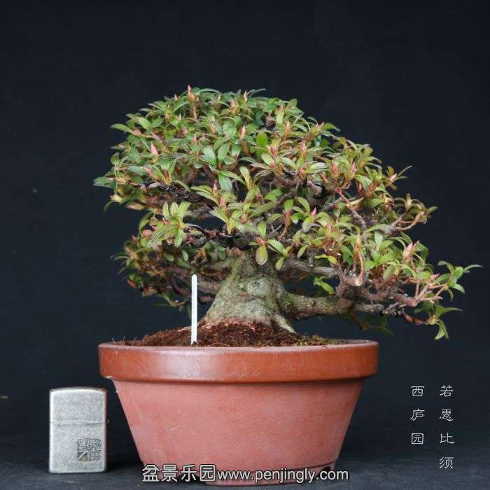 bonsai15021002.jpg