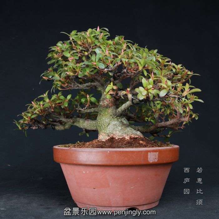 bonsai15021004.jpg