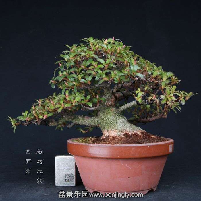 bonsai15021005.jpg