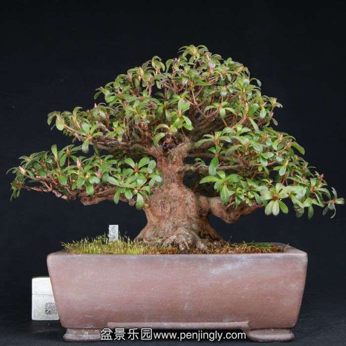 bonsai15021007.jpg