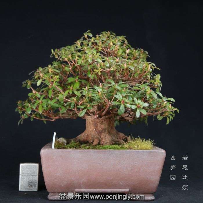 bonsai15021009.jpg