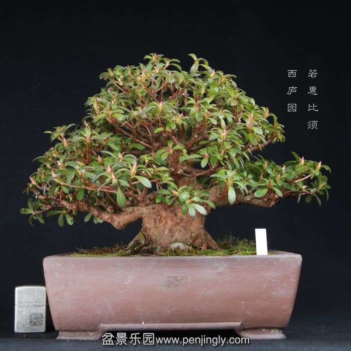 bonsai15021010.jpg