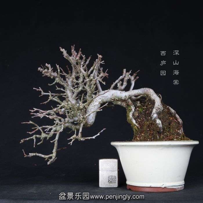 bonsai15021101.jpg