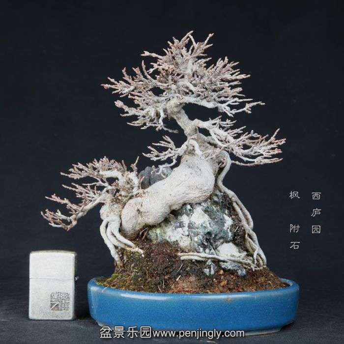 bonsai15021116.jpg