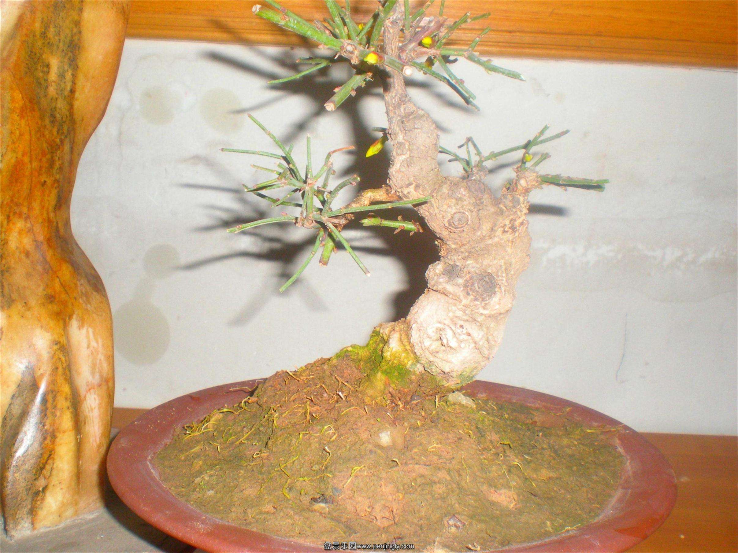 P2140234_ͼ.jpg