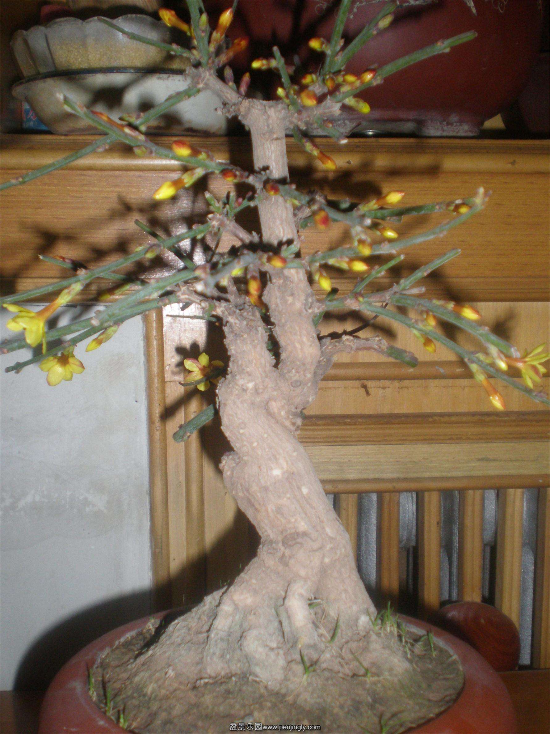 P2140243_ͼ.jpg