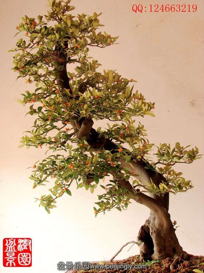 IMG_1203__.jpg