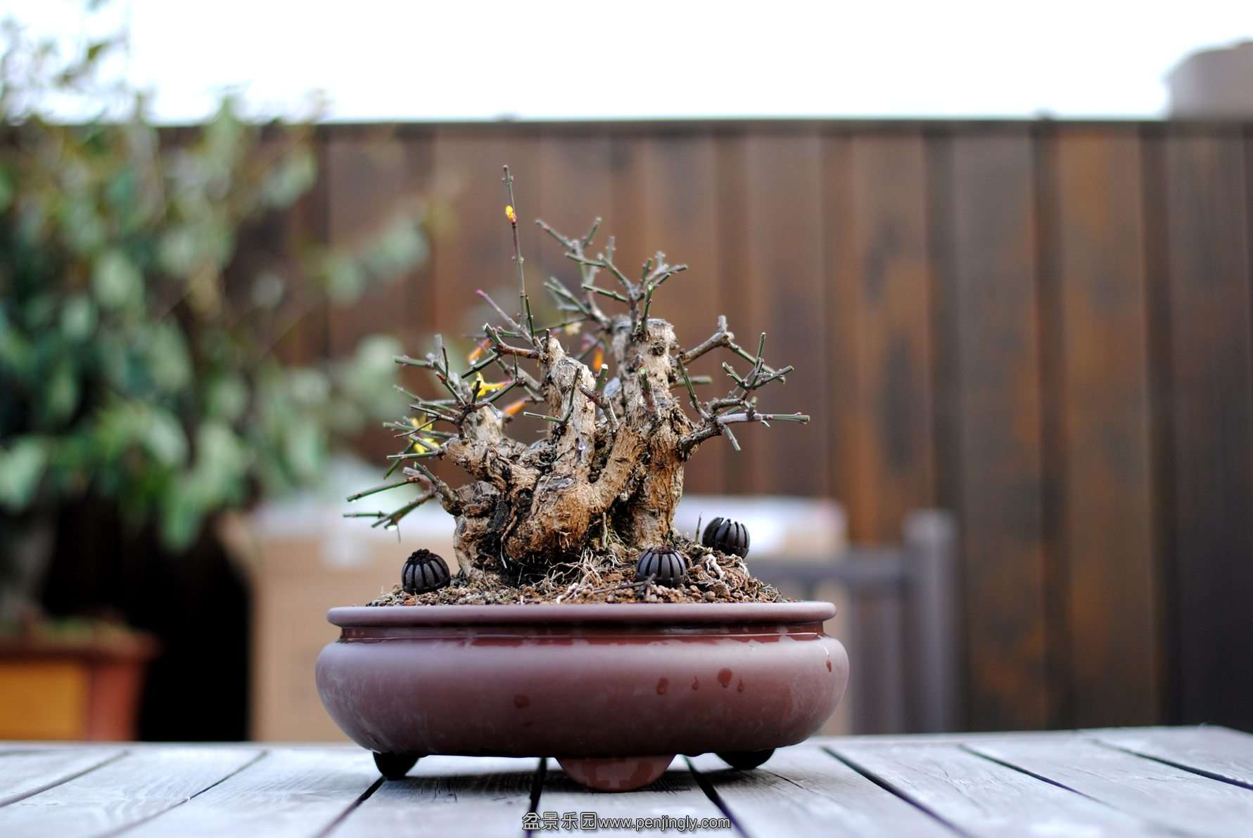 DSC_4490.JPG
