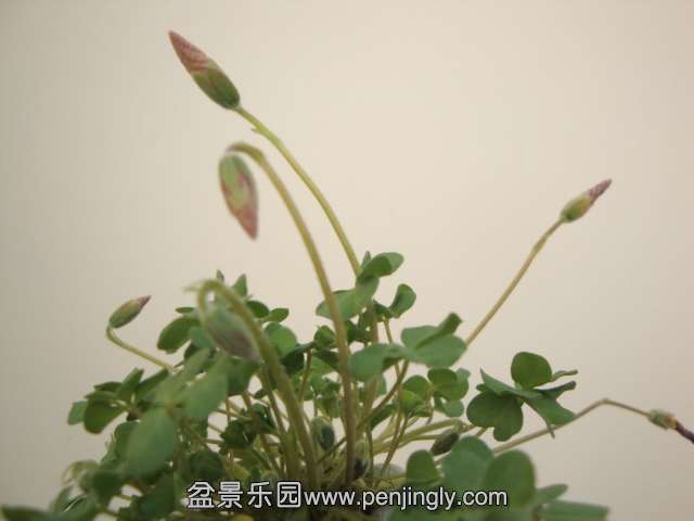 DSC00229.JPG