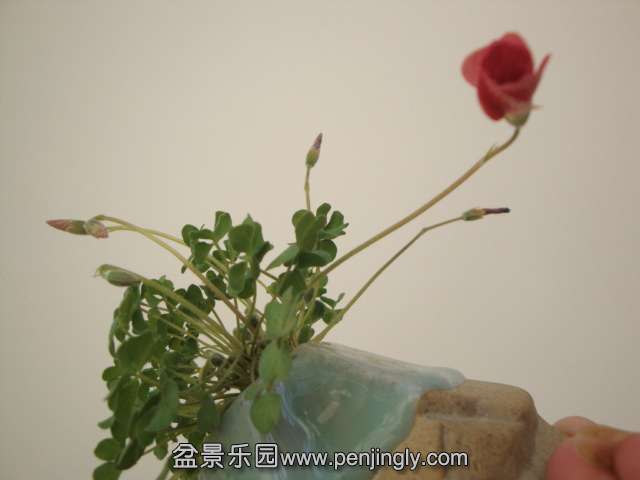 DSC00230.JPG