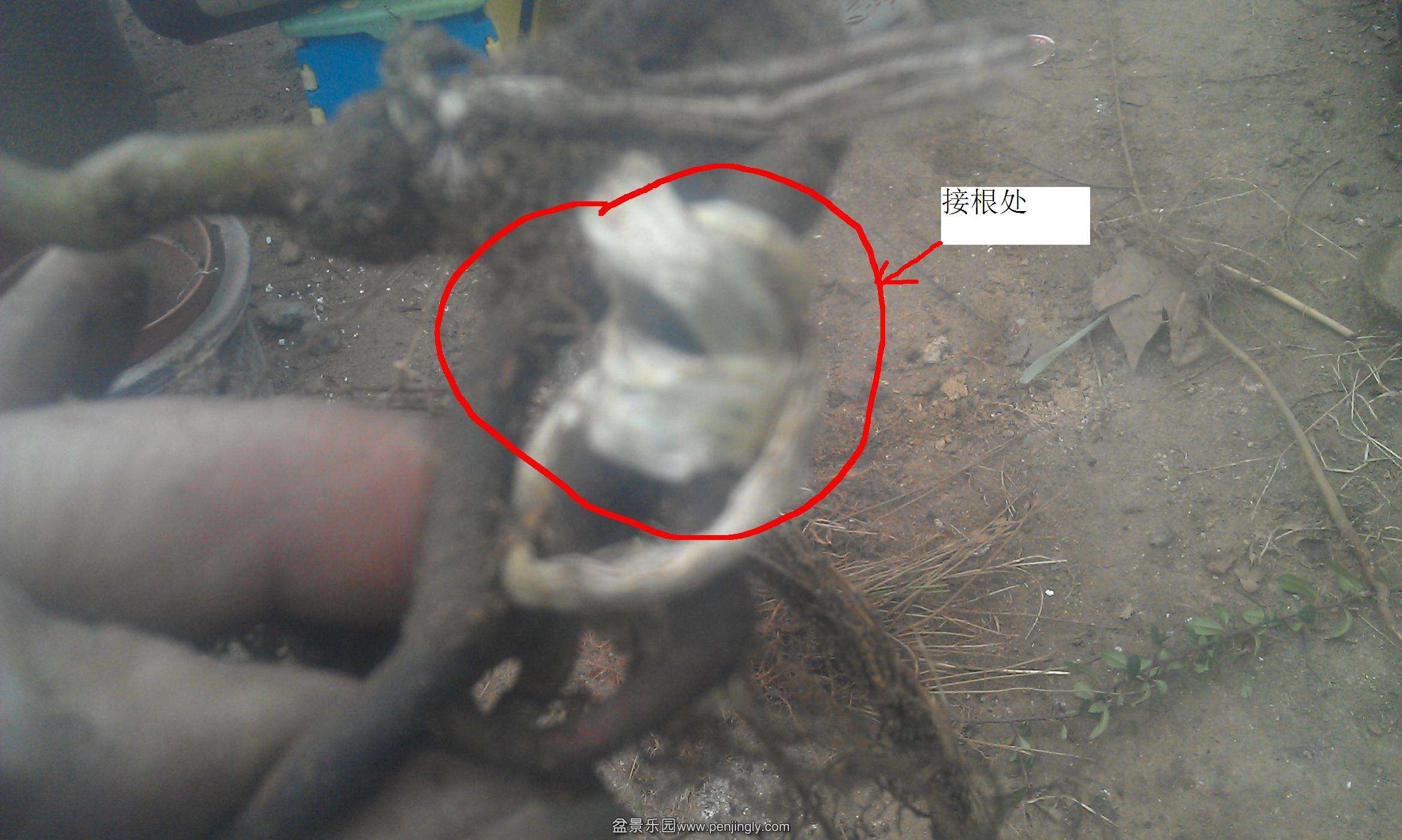 IMAG2430.jpg