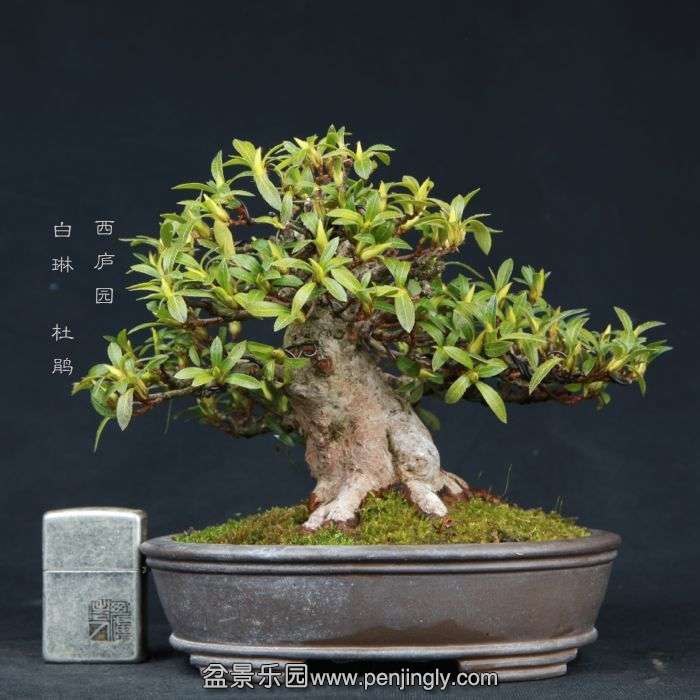 bonsai15022301.jpg