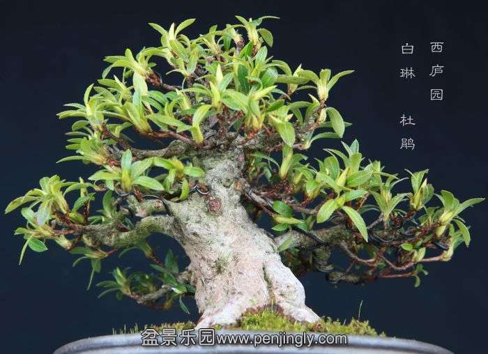 bonsai15022304.jpg