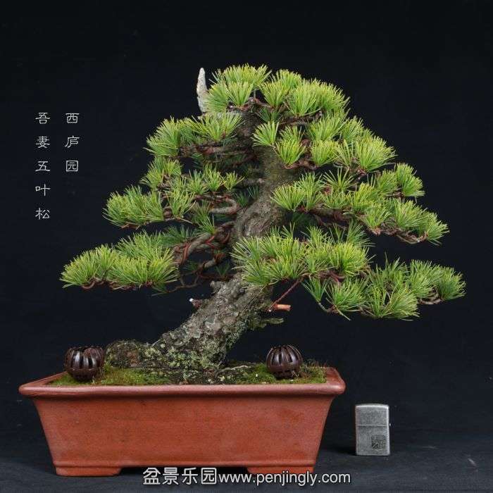 bonsai15022306.jpg