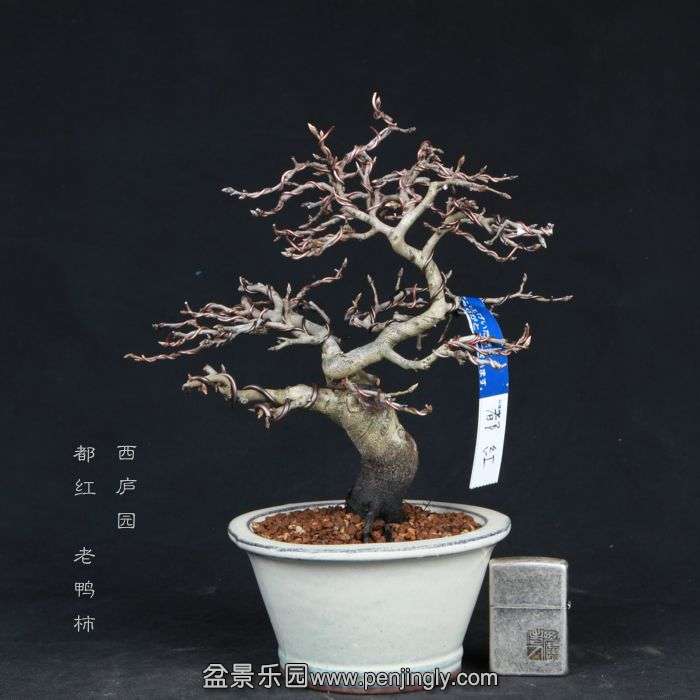 bonsai15022311.jpg