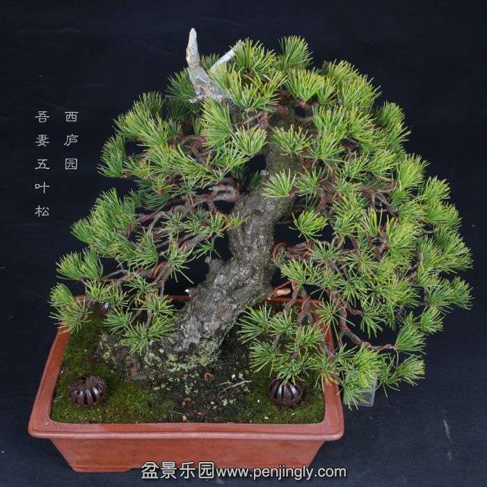 bonsai15022307.jpg