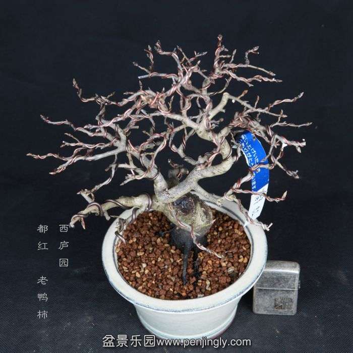 bonsai15022312.jpg