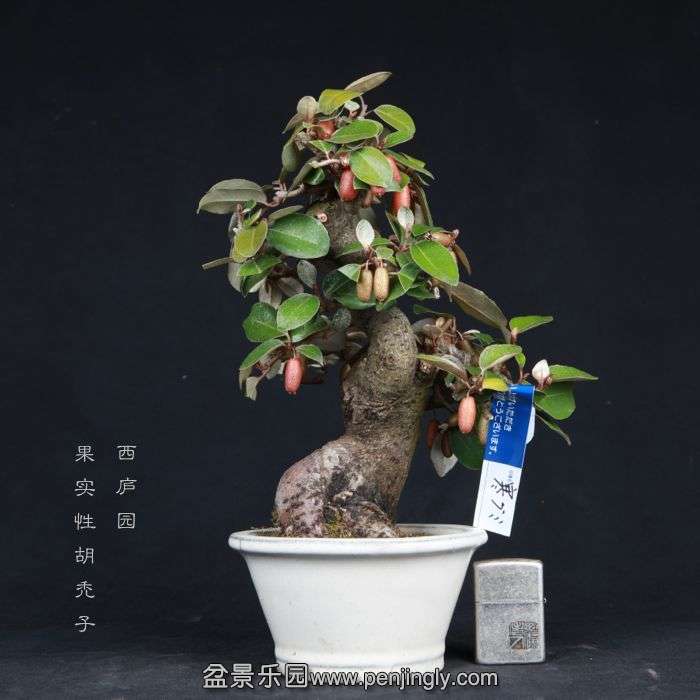 bonsai15022313.jpg