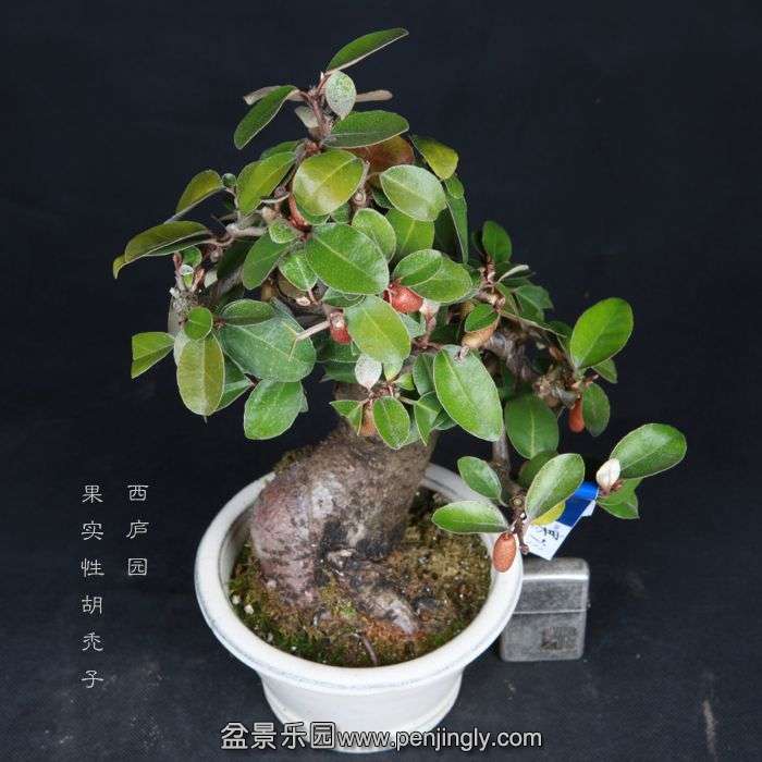 bonsai15022314.jpg