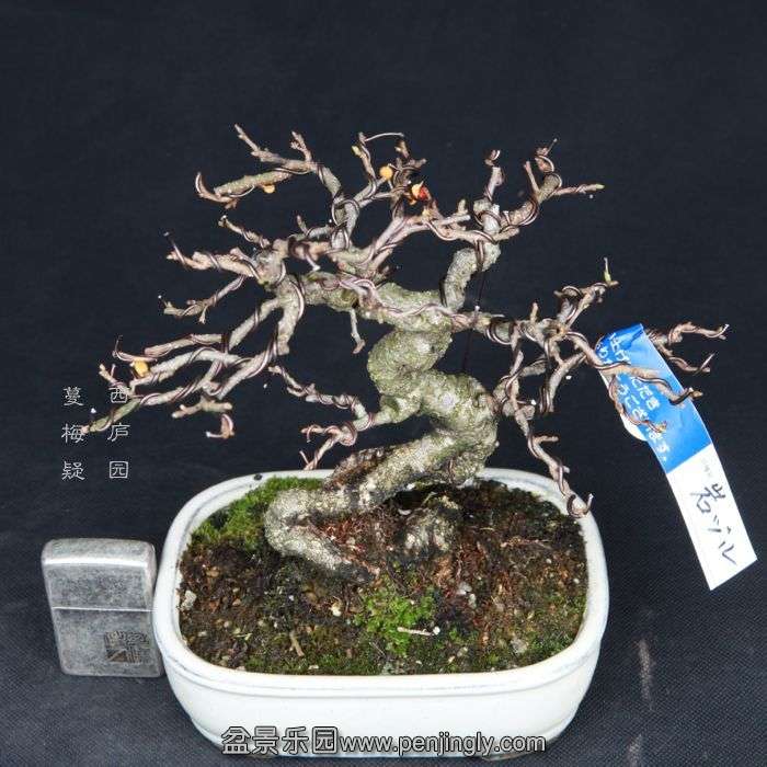 bonsai15022316.jpg