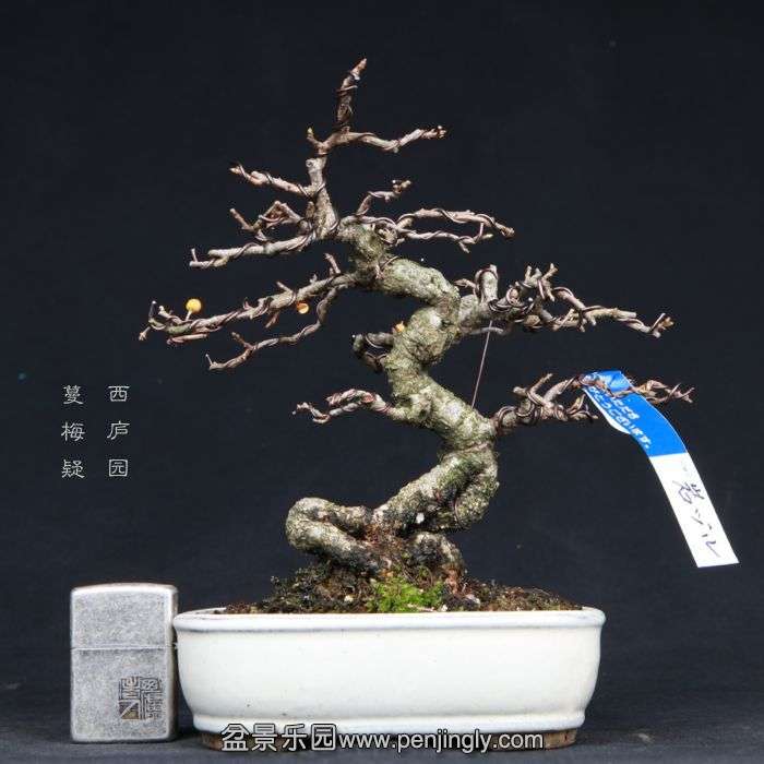 bonsai15022315.jpg