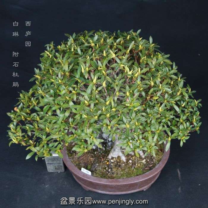 bonsai15022320.jpg