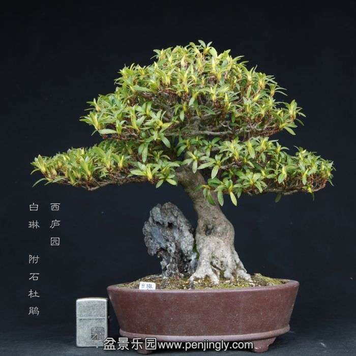 bonsai15022319.jpg