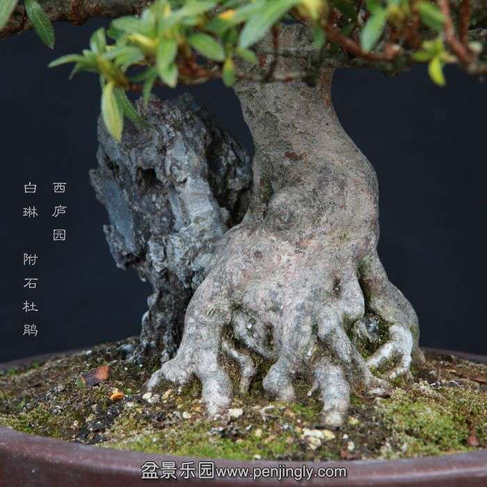 bonsai15022321.jpg