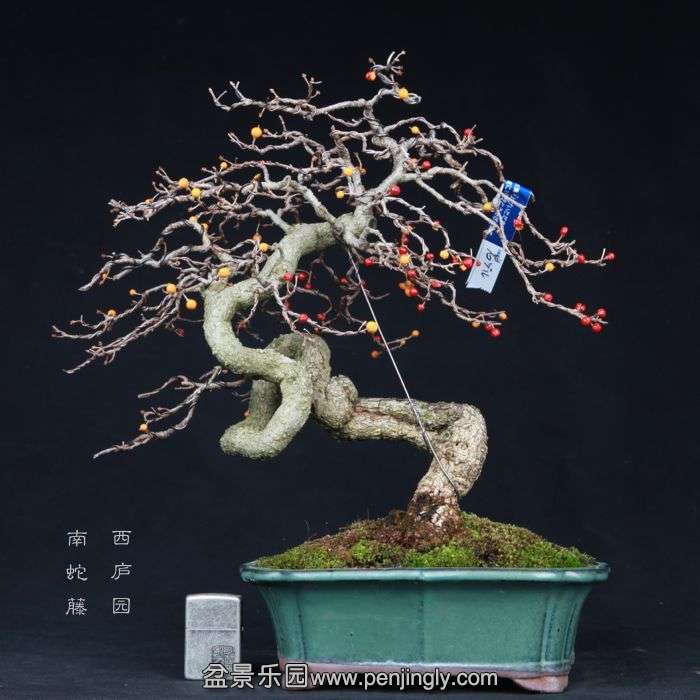 bonsai2015022801.jpg