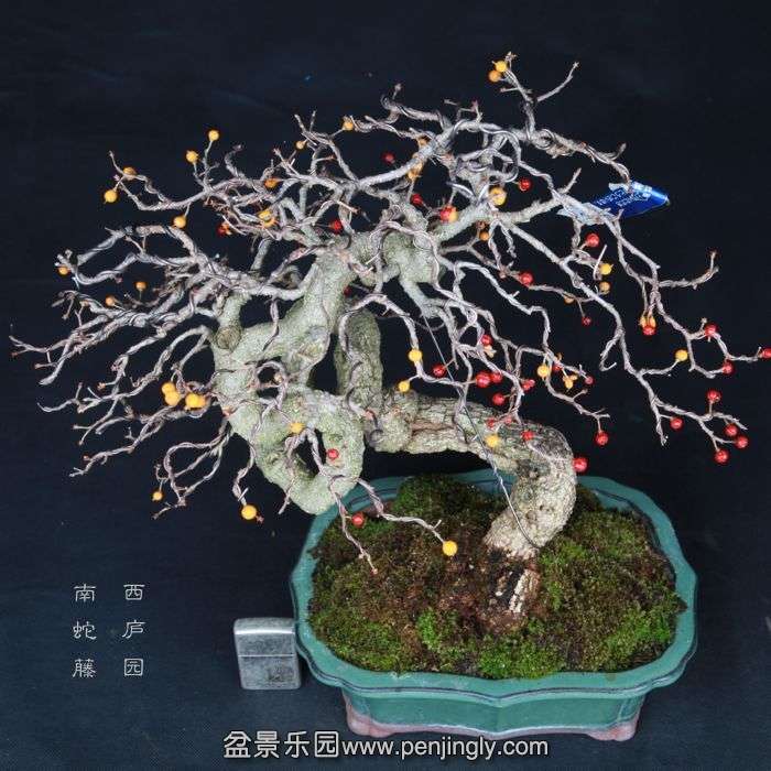 bonsai2015022802.jpg