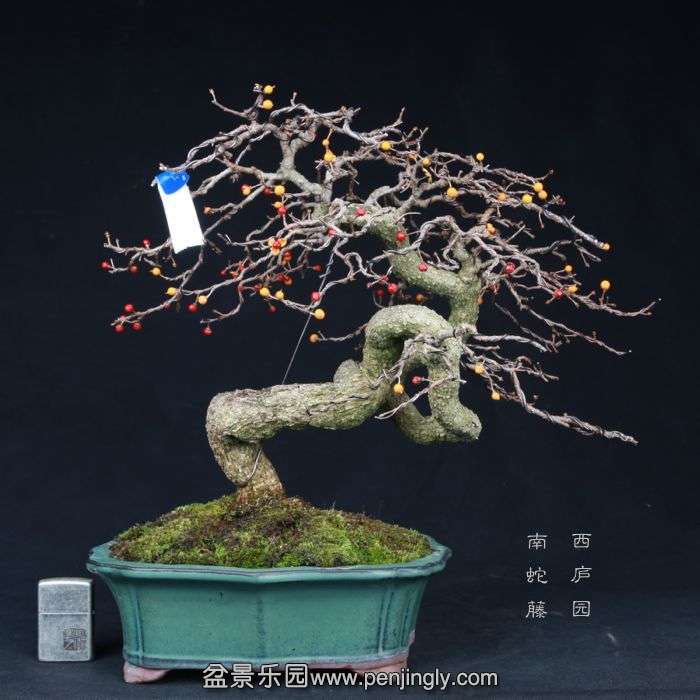 bonsai2015022805.jpg