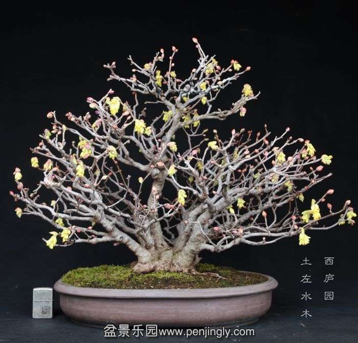 bonsai2015022806.jpg